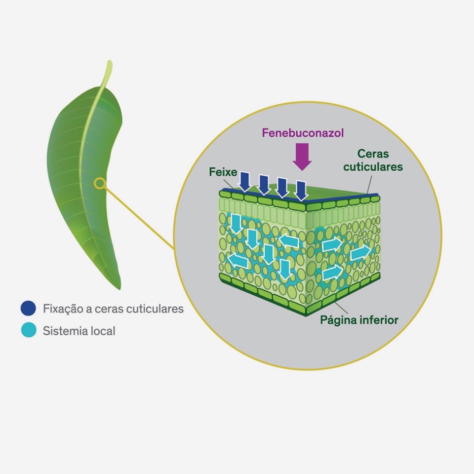 Fungicida Sistémico INDAR 5 EW
